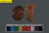 藏品(寄居蟹)的圖片